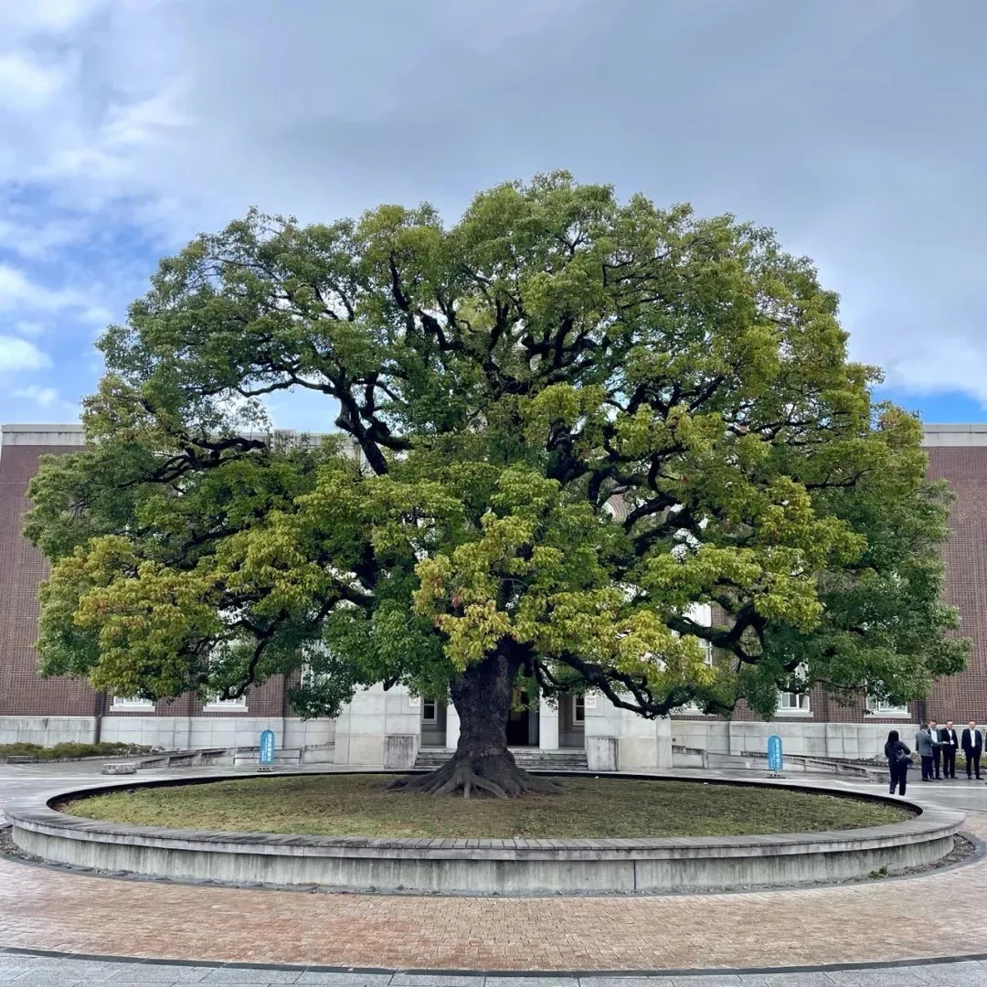 京都大学楼前大树